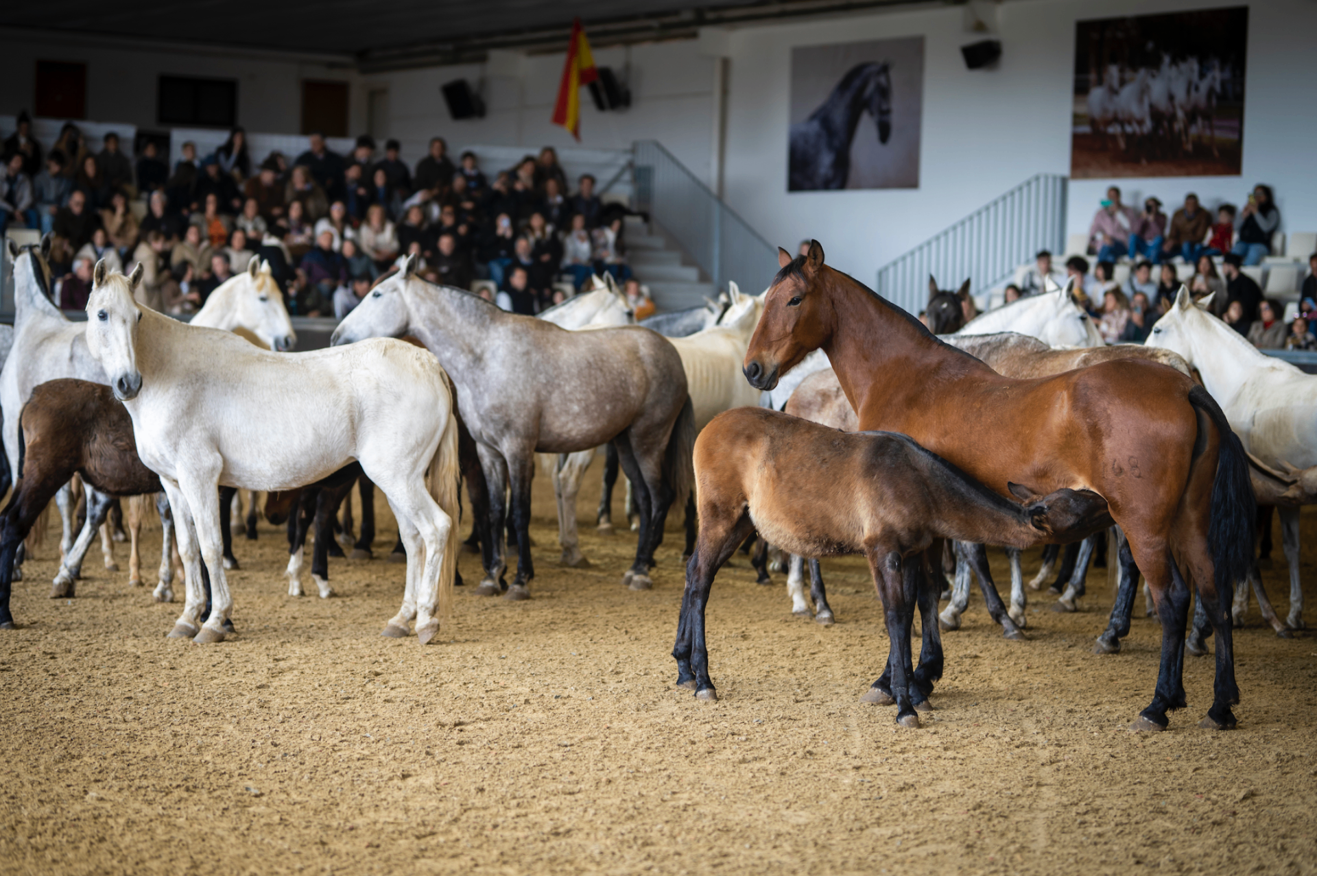 Foals and Their Mothers